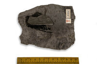 F 02503
<br/>
<br/>
<em></em>